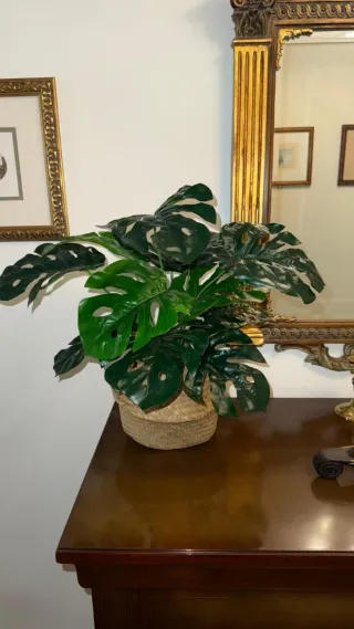 Planta Monstera con Maceta