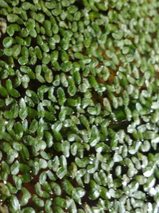 Lenteja de agua para acuario