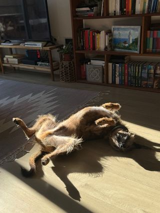 Traducciones Inglés-Español y Catalán - Traductor