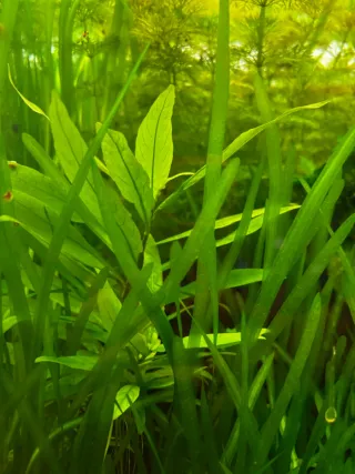 Plantas de acuario verdes