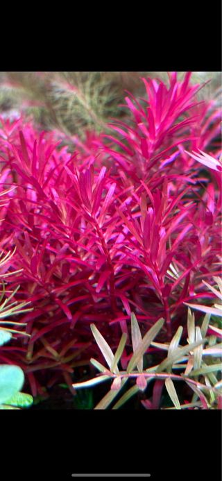 Lote 10 Plantas Acuario Variadas y Coloridas