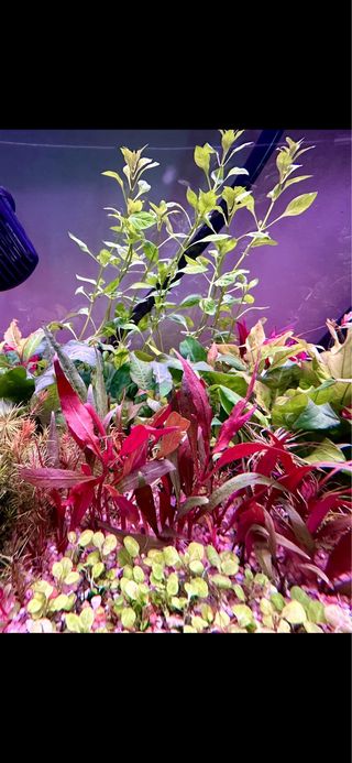 Lote 10 Plantas Acuario Variadas y Coloridas