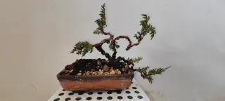 Pre Bonsai Junípero Procumbens Nana