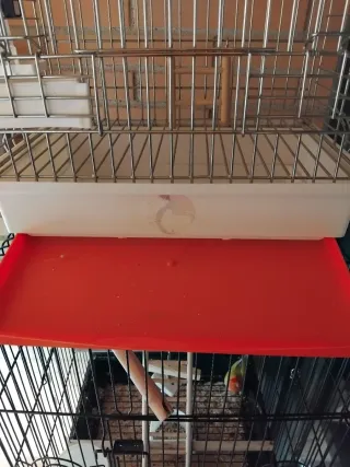 Jaula para Agapornis