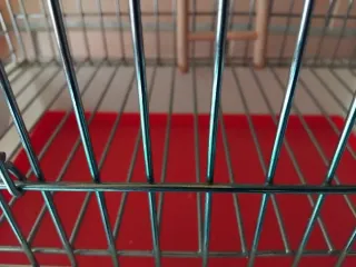 Jaula para Agapornis