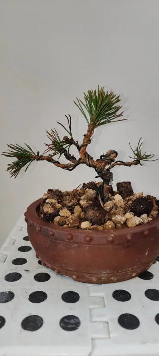 Pino Mugo Pre Bonsai Shohin Pequeño