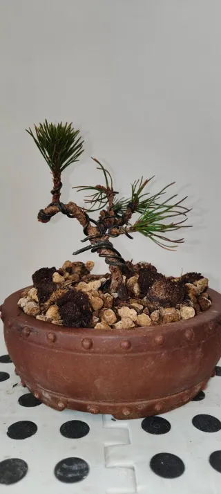 Pino Mugo Pre Bonsai Shohin Pequeño