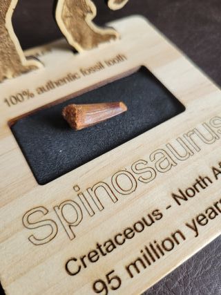 Pieza Fósil Auténtico Dinosaurio Spinosaurus