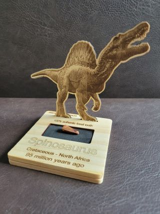 Pieza Fósil Auténtico Dinosaurio Spinosaurus