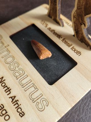 Pieza Fósil Auténtico Dinosaurio Spinosaurus