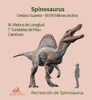 Pieza Fósil Auténtico Dinosaurio Spinosaurus
