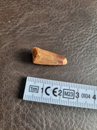 Pieza Fósil Auténtico Dinosaurio Spinosaurus