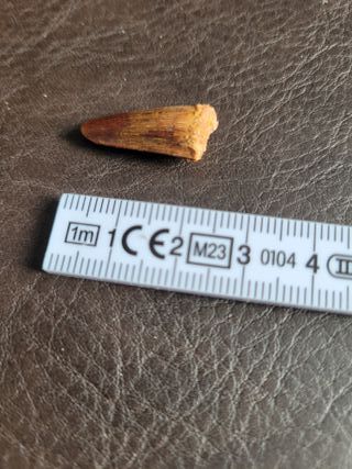 Pieza Fósil Auténtico Dinosaurio Spinosaurus