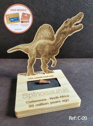 Pieza Fósil Auténtico Dinosaurio Spinosaurus