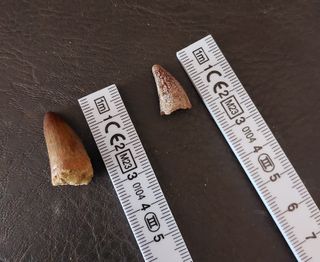 Pieza Fósil Auténtico Dinosaurio Spinosaurus