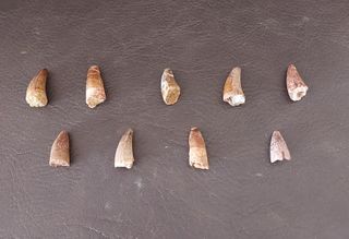 Pieza Fósil Auténtico Dinosaurio Spinosaurus