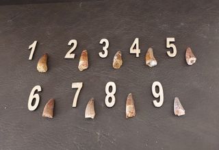 Pieza Fósil Auténtico Dinosaurio Spinosaurus