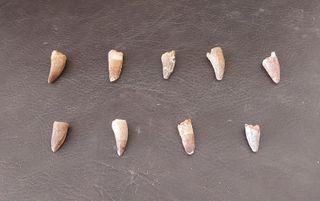 Pieza Fósil Auténtico Dinosaurio Spinosaurus