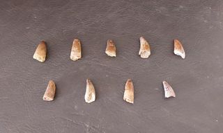 Pieza Fósil Auténtico Dinosaurio Spinosaurus