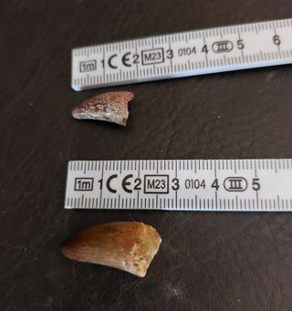 Pieza Fósil Auténtico Dinosaurio Spinosaurus