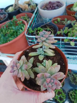 Sedeveria pink granite