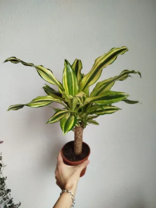 Planta Dracaena Variegada Palmera Brasil