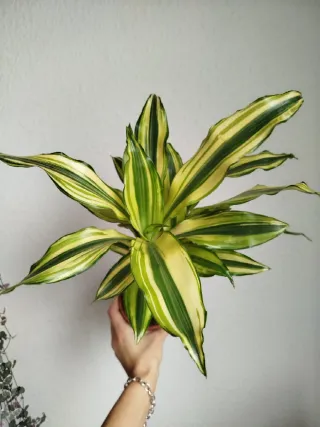 Planta Dracaena Variegada Palmera Brasil