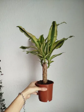 Planta Dracaena Variegada Palmera Brasil
