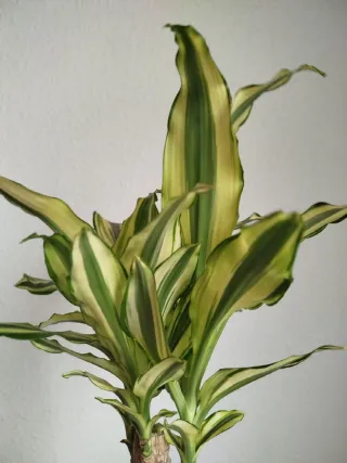 Planta Dracaena Variegada Palmera Brasil