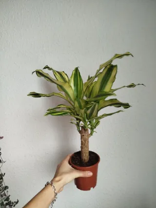 Planta Dracaena Variegada Palmera Brasil