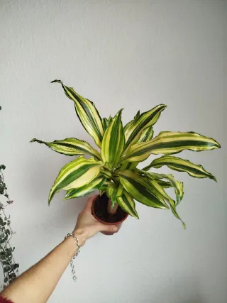Planta Dracaena Variegada Palmera Brasil