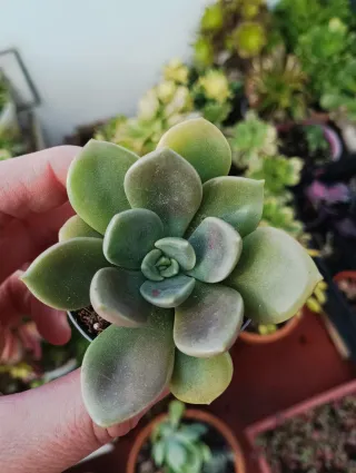 Echeveria ariadne