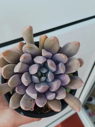 Graptoveria topsy debbie o cupido