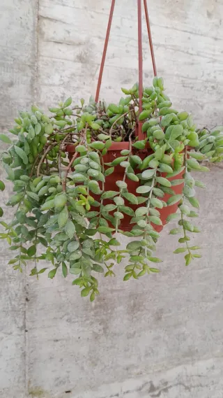 Pianta Cotyledon pendens Fiore campanella