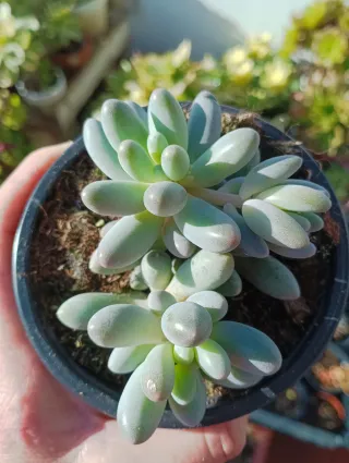 Pachyphytum machucae baby fingee