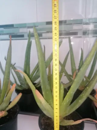 4 plantas de Aloes Vera año 2024