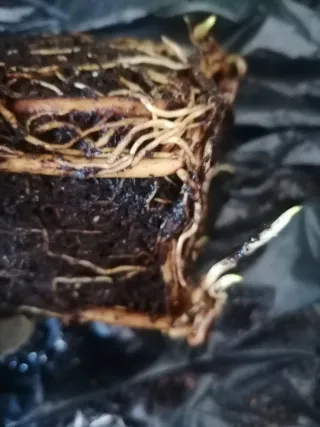 4 plantas de Aloes Vera año 2024