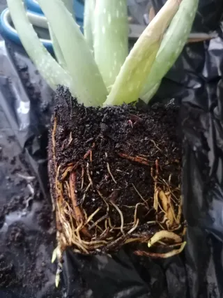 4 plantas de Aloes Vera año 2024