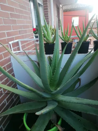 4 plantas de Aloes Vera año 2024