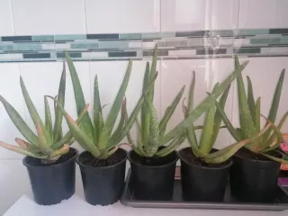 4 plantas de Aloes Vera año 2024