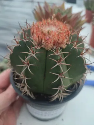 Suculentas y cactus