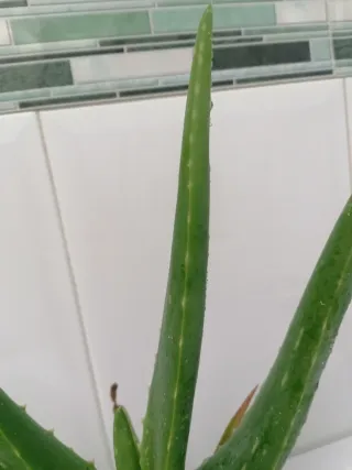 Aloe Vera Barbadensis (Auténtica) del año 2021