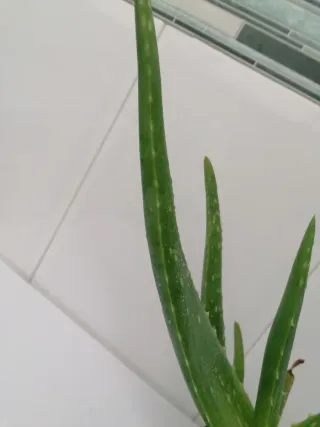 Aloe Vera Barbadensis (Auténtica) del año 2021