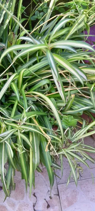 Pianta falangio. "pianta ragno" foglie a nastro