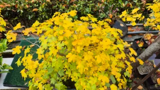 Bonsái Bosque Arce Campestre