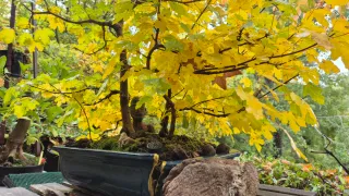 Bonsái Bosque Arce Campestre
