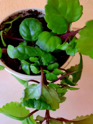 Planta natural verde