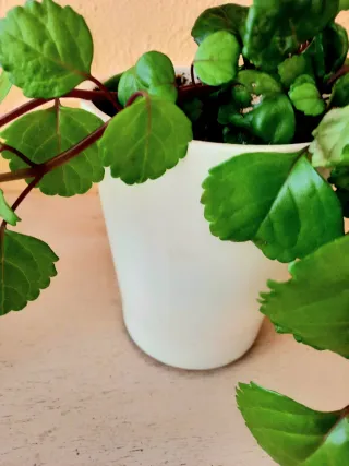 Planta natural verde