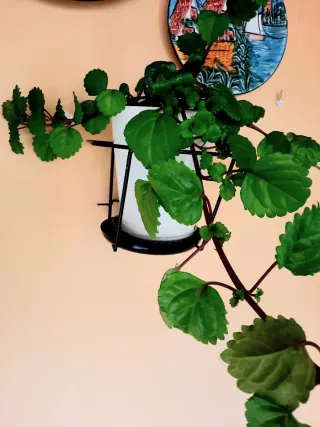 Planta natural verde