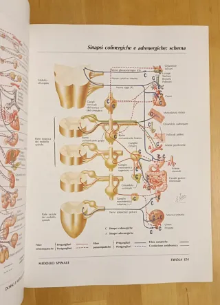 Atlante di Anatomia Umana